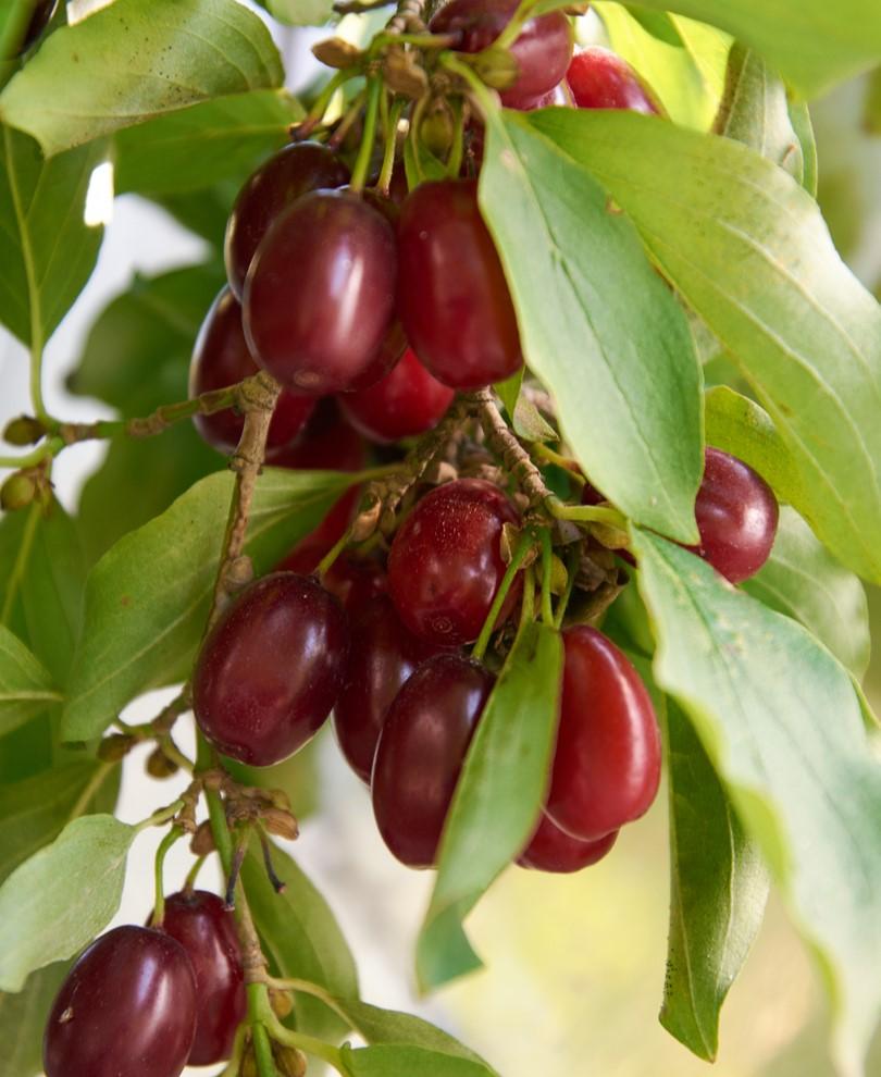 cornus mas in us