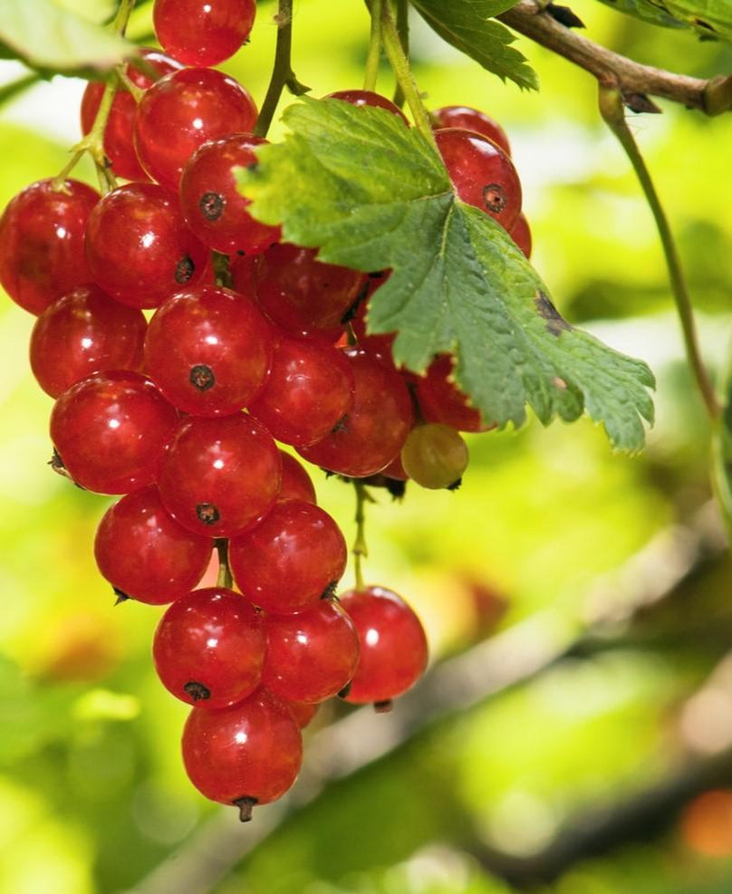 Rosetta Red Currant — Raintree Nursery