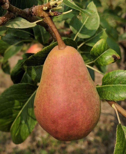 Comice Pear Tree for Sale - Buying & Growing Guide 