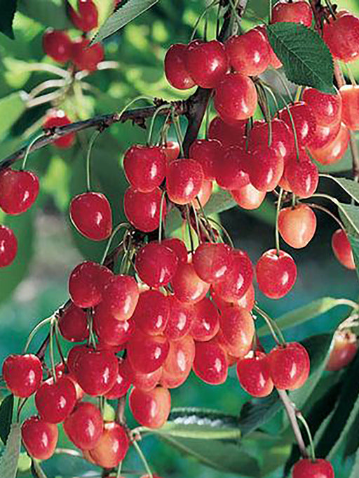 Vandalay Cherry — Raintree Nursery