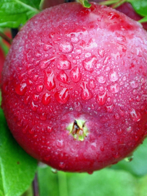 APPCOSOR | Organic Cosmic Crisp Apple (40/45CT)