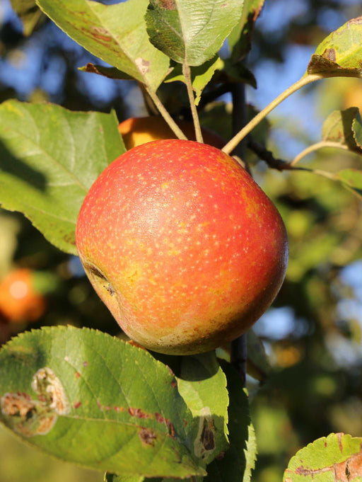 Cosmic Crisp® Apple — Raintree Nursery