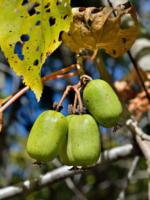 Green Kiwi Chile 500g - Martoo 