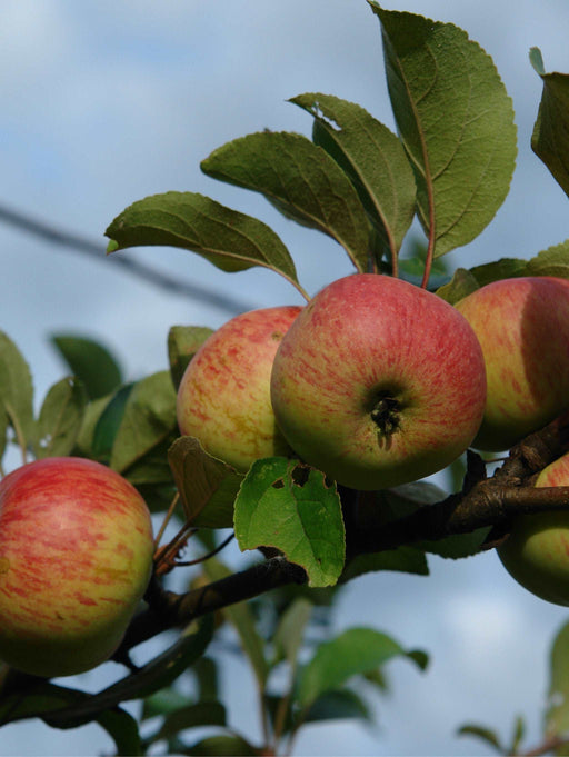 Bosc European Pear — Raintree Nursery