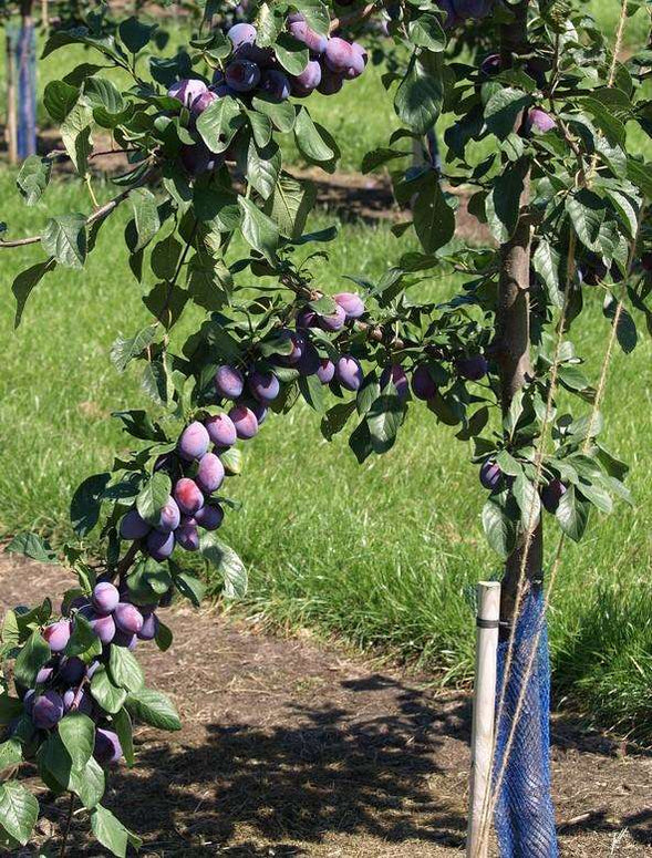 Order Fruit Trees Online Fruit Trees For Sale Online — Page 7