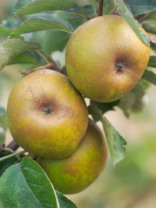 Beni Shogun Fuji Apple  Cloud Mountain Farm Center & Nursery