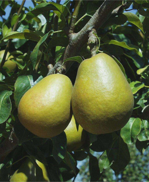 Summer Blood Birne European Pear — Raintree Nursery