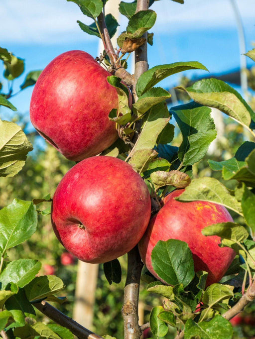 Cosmic Crisp® Apple — Raintree Nursery