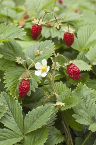 Salmonberry (Rubus spectabilis) beautiful pink - red flowers and golde –  Scenic Hill Farm Nursery