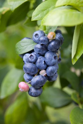 Earliblue Blueberry — Raintree Nursery
