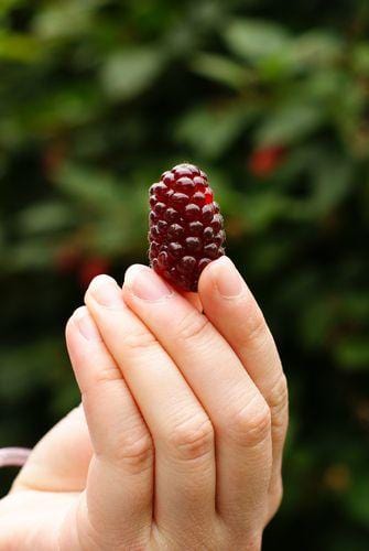 Columbia Giant Thornless Blackberry — Raintree Nursery