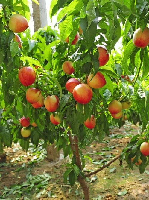 pix zee peach tree