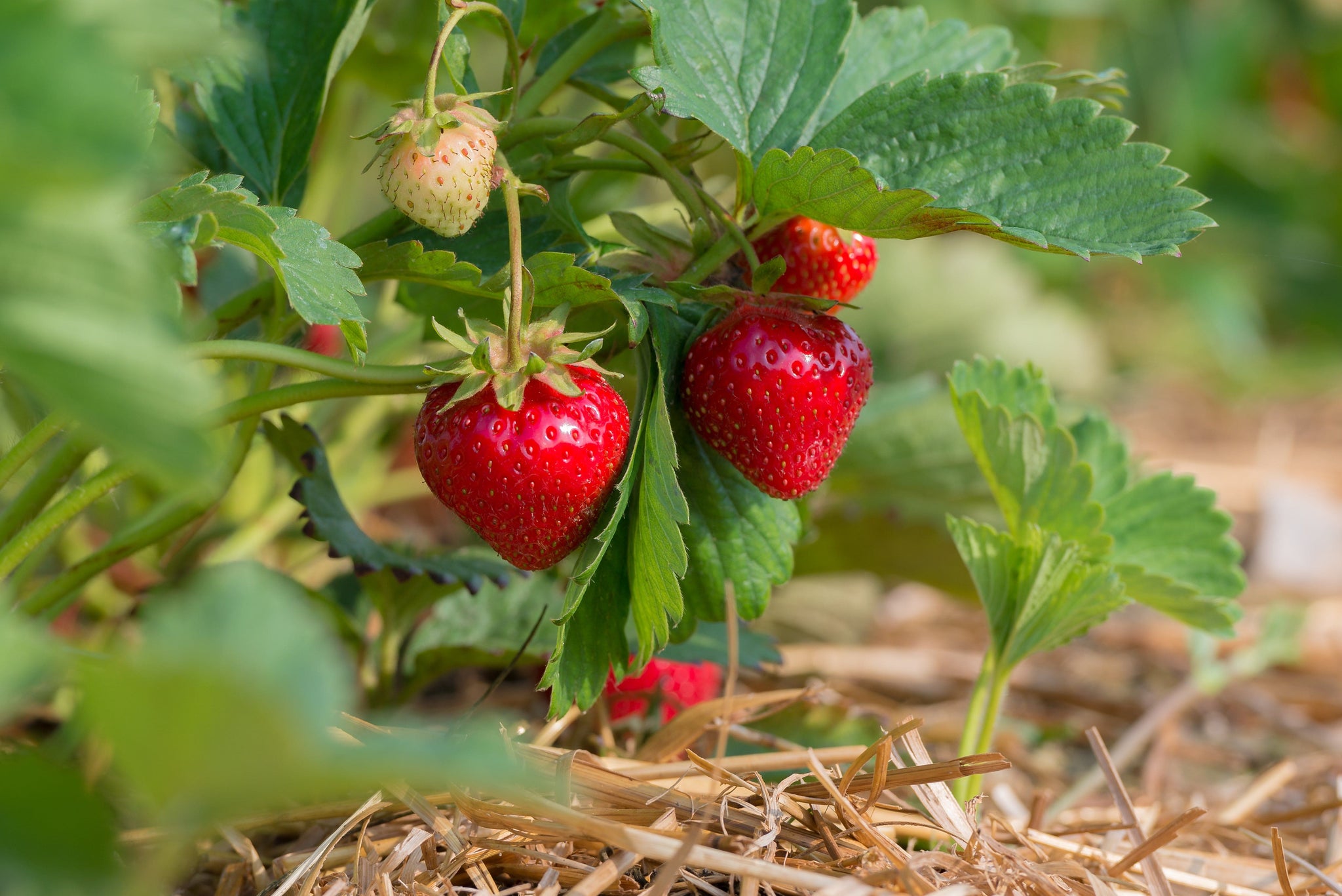 Buy Strawberry Plants Online Strawberry Plants for Sale — Raintree