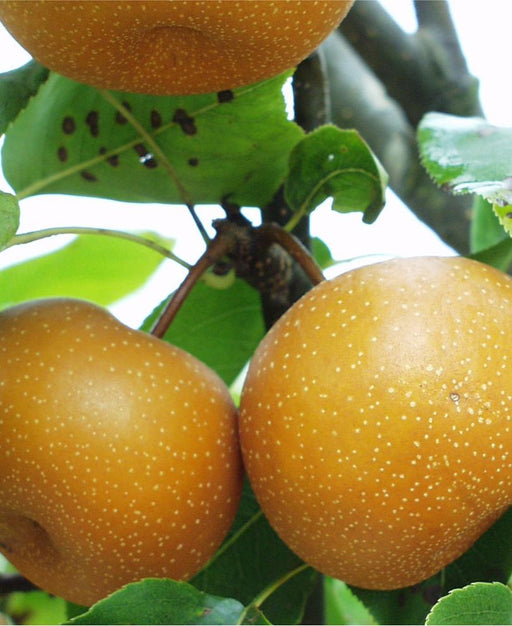 Bosc European Pear — Raintree Nursery