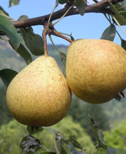 (d) Organic Bosc Pear Duo, 2 count, From Our Farmers