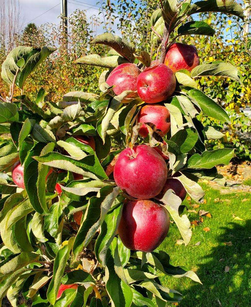 Apple variety Red Delicious - Nursery Oberhofer - production of apple trees