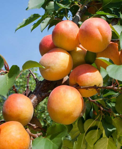 Apricot Fruit Size