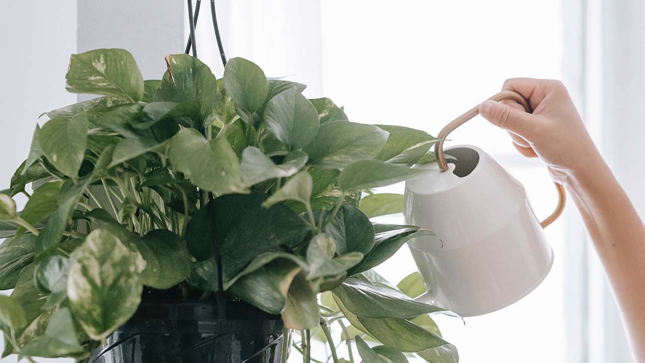 Pessoa regando uma planta no vaso