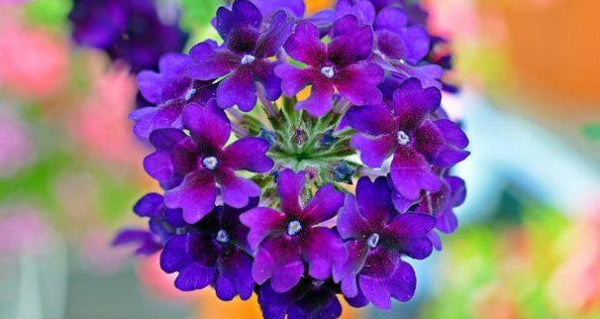 Pure Violet Flower Essential Oil, Viola odorata, Hands of the Heart