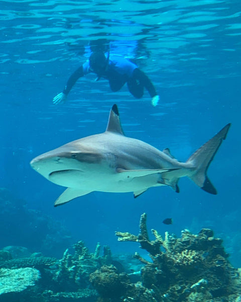 Adam snorkelling at Sea World behind a shark.