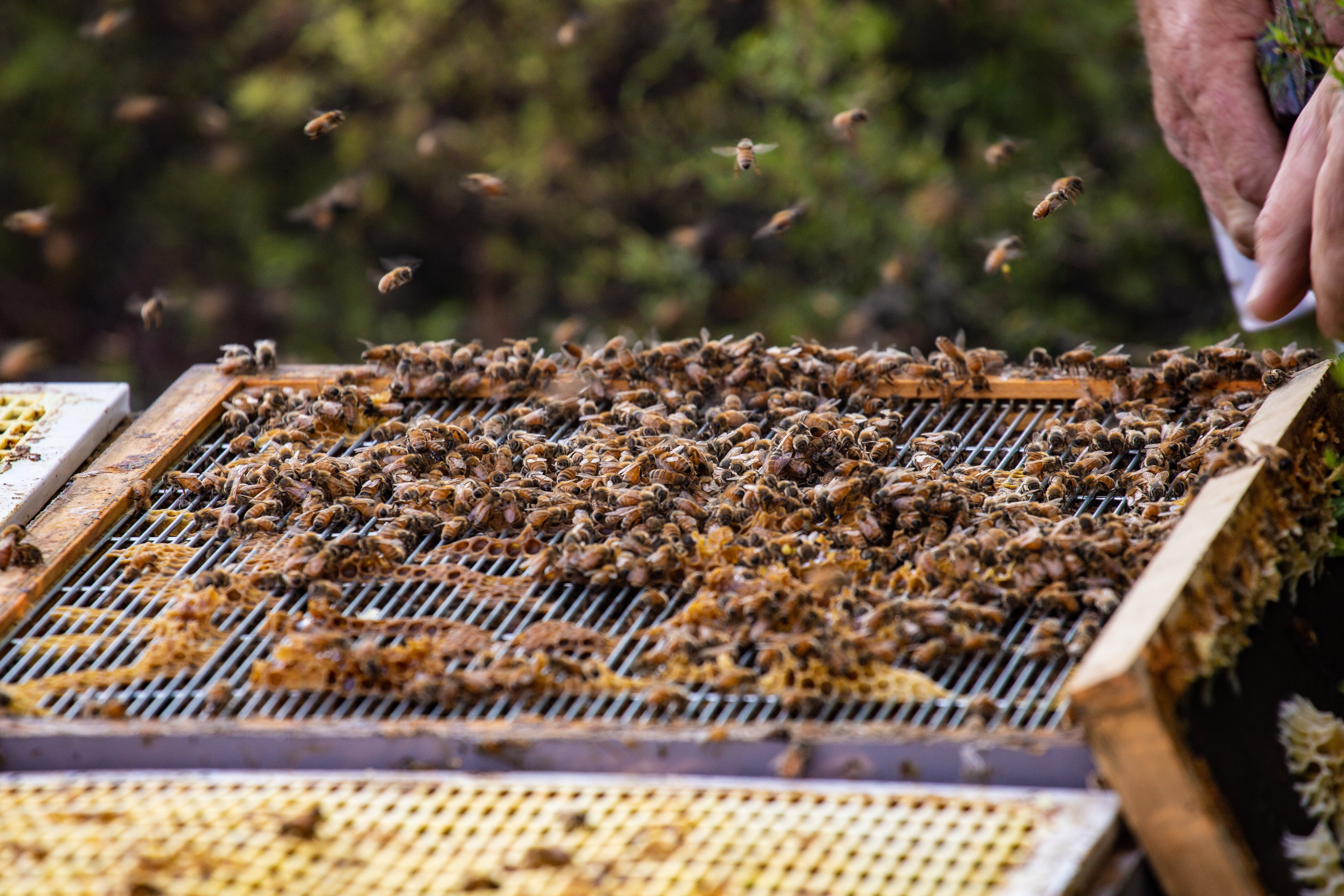 Bienen und Manuka-Honig