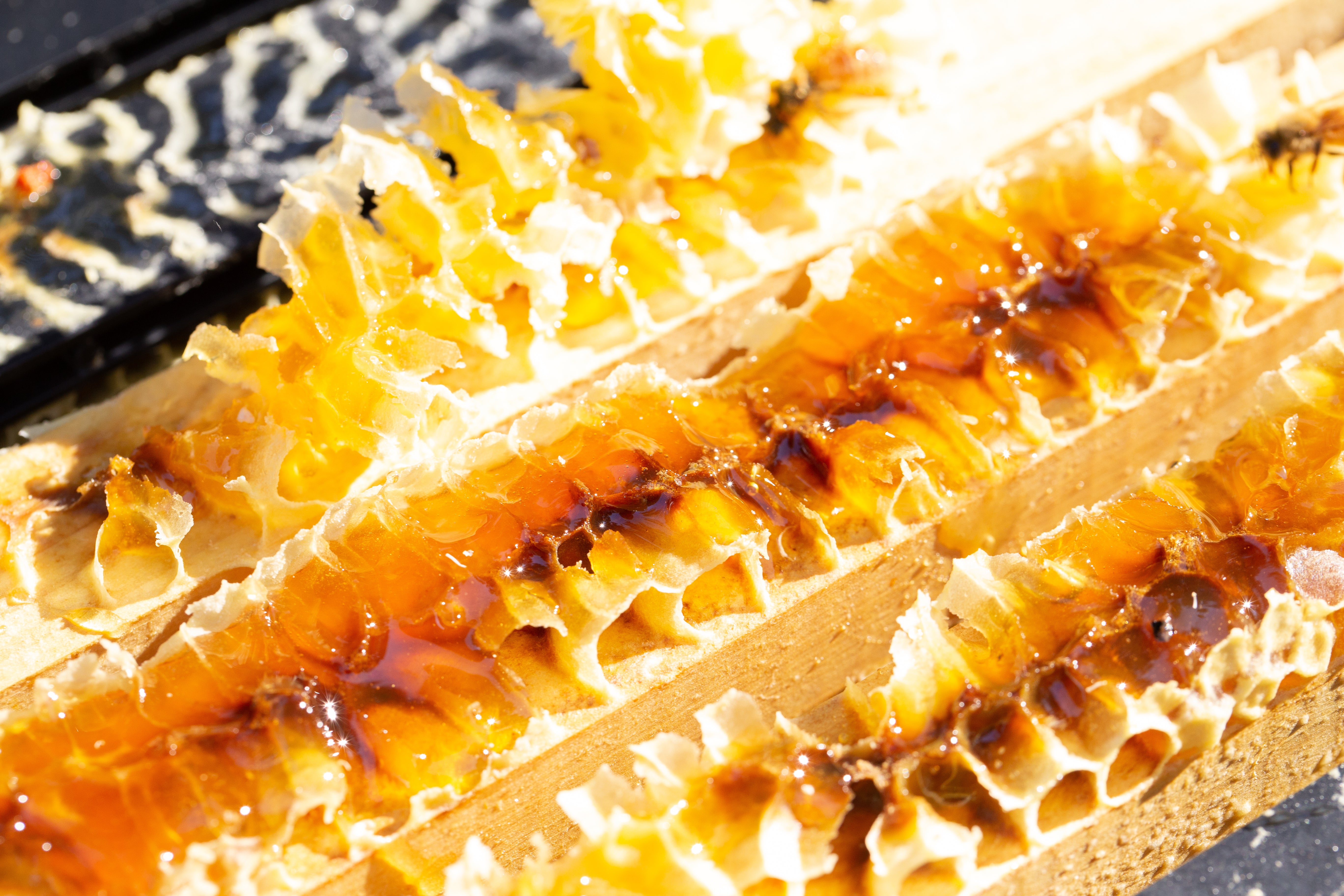 Benefici del miele di Manuka