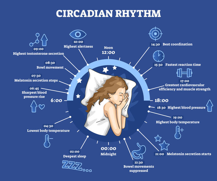 How Does Circadian Rhythm Work?