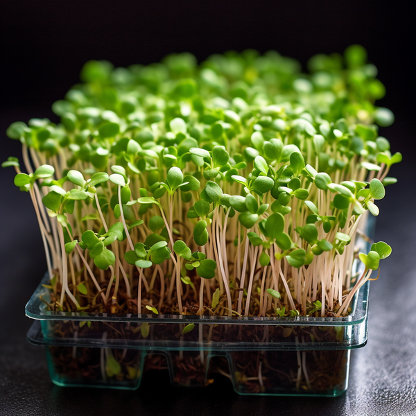 broccoli sprouts benefits