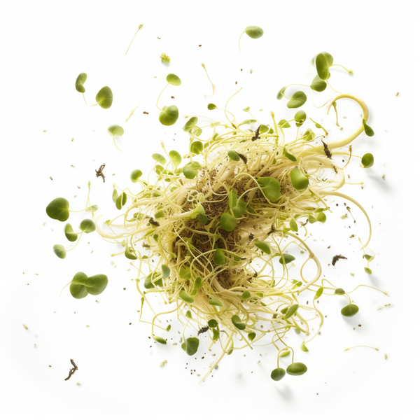 Broccoli Sprout powder