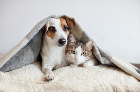 Dog and cat under a blanket