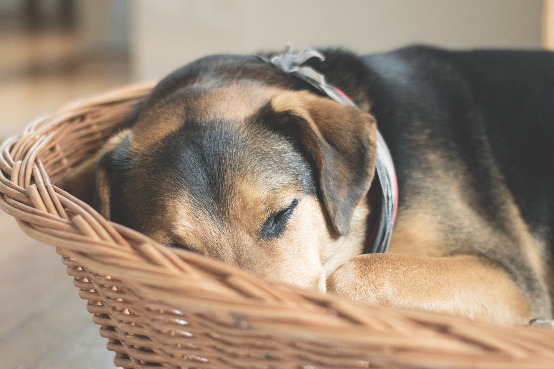 Idée de produit à vendre en ligne - Panier pour chien 