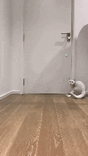 Cat playing bouncy ball