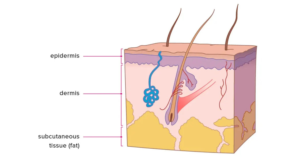 layers of the skin probiotic products