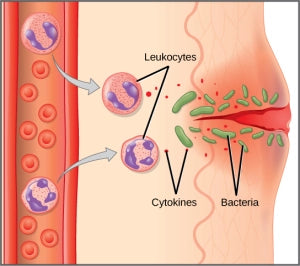 inflammation in the skin luxury probiotic products informational