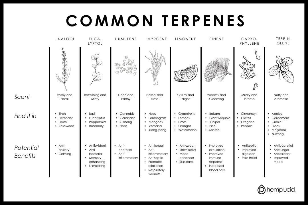 Common Terpenes