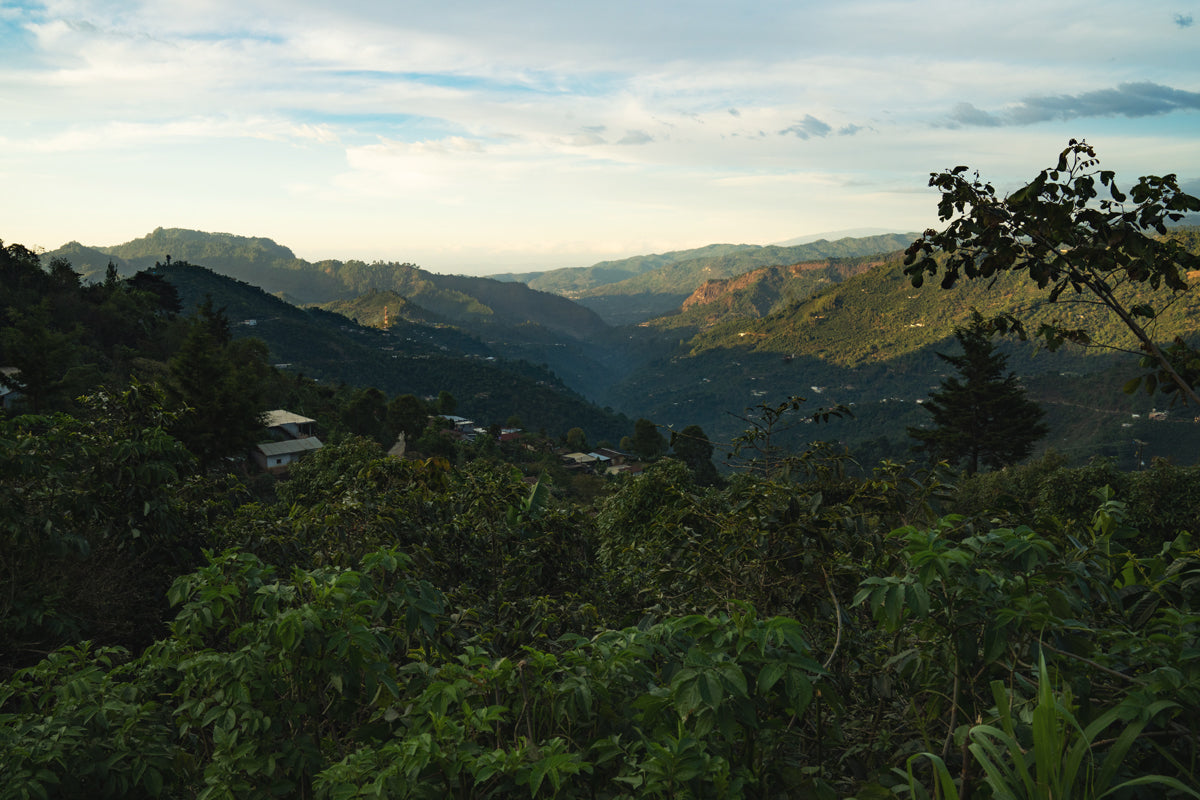 View of coffee farms in Huehuetenango Guatemala