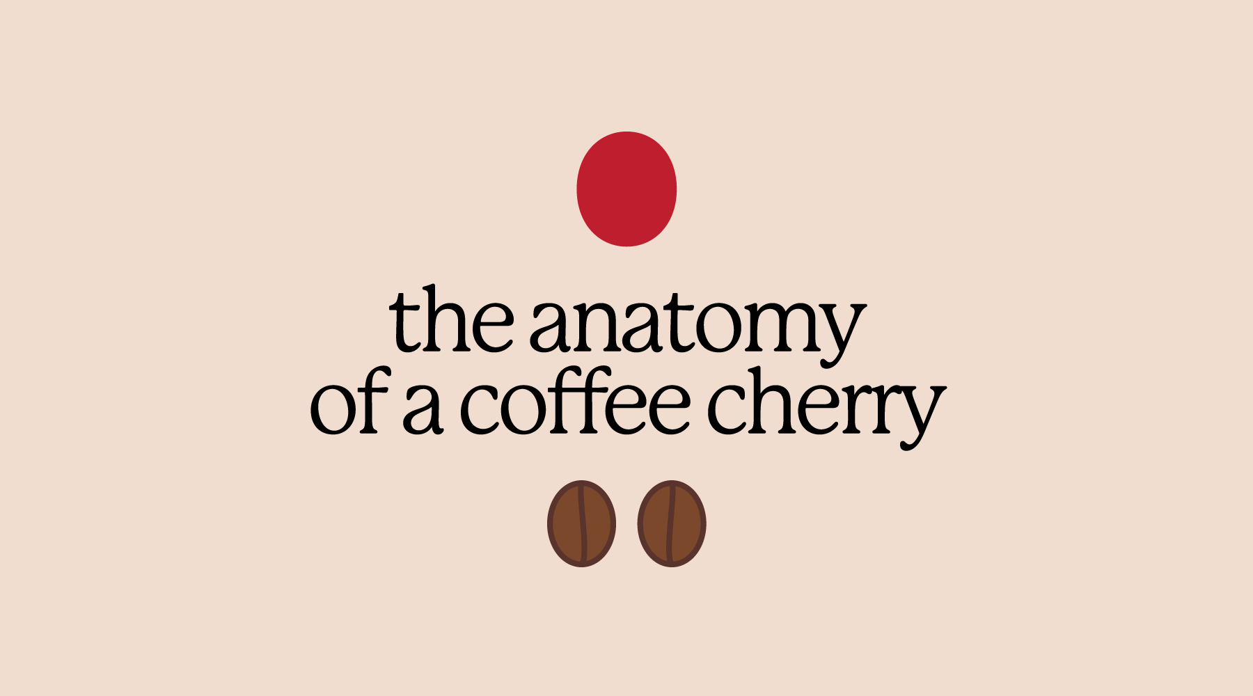https://cdn.shopify.com/s/files/1/0249/7521/files/anatomy-of-coffee-graphic.png?v=1648275065