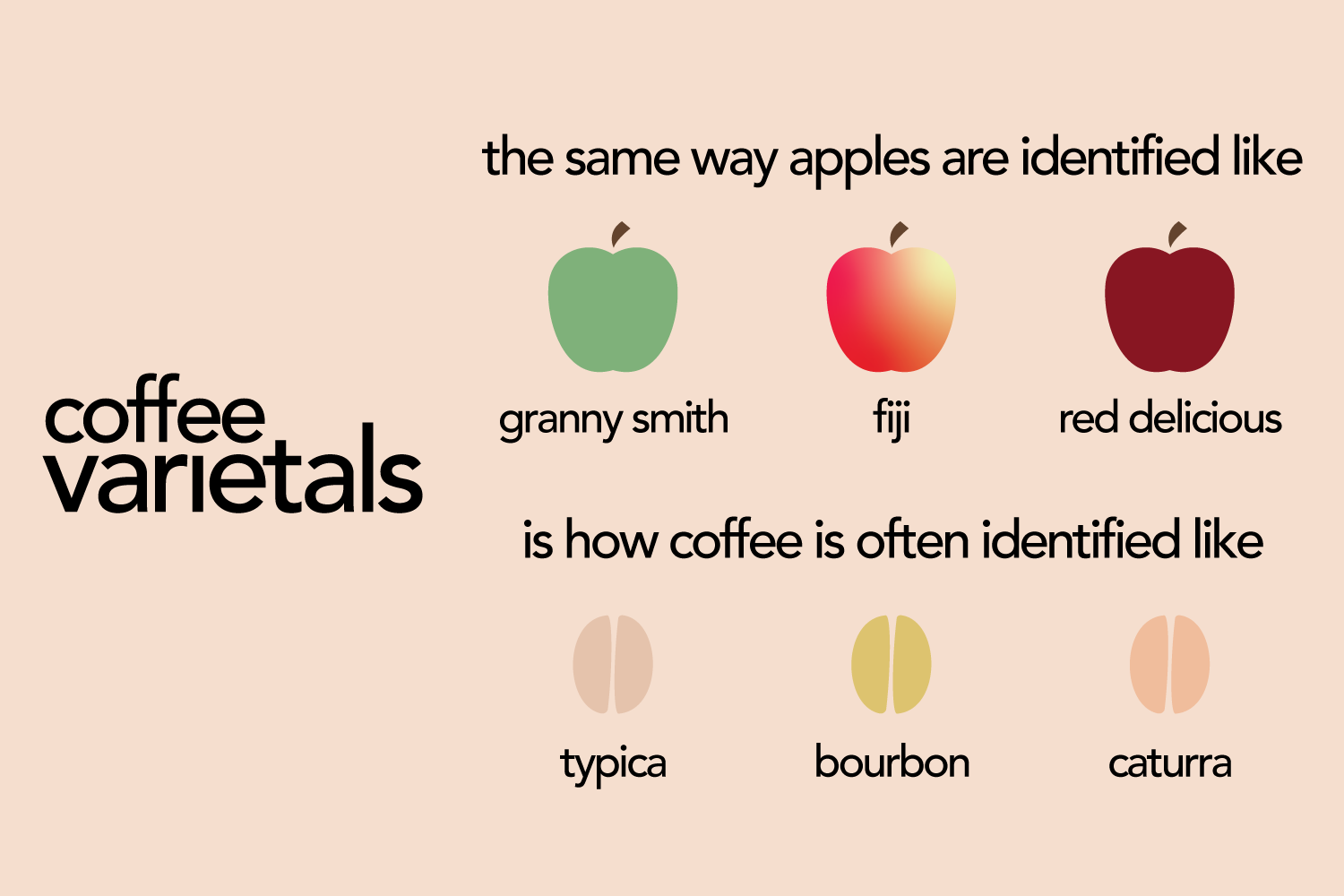 coffee varietals explained through the correlation of them and apple varieties
