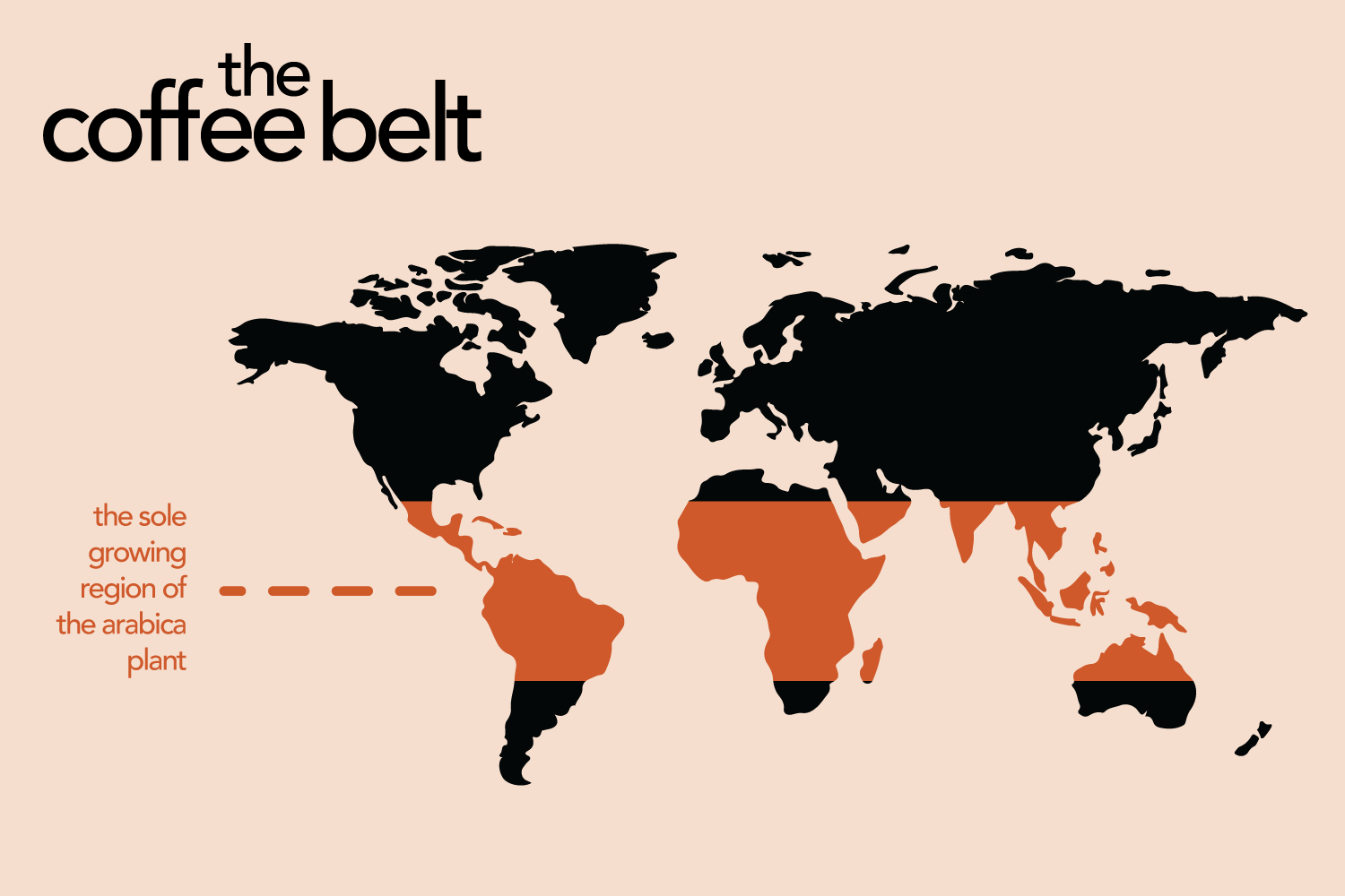 the coffee belt, the strip of the world map in which all coffee regions are