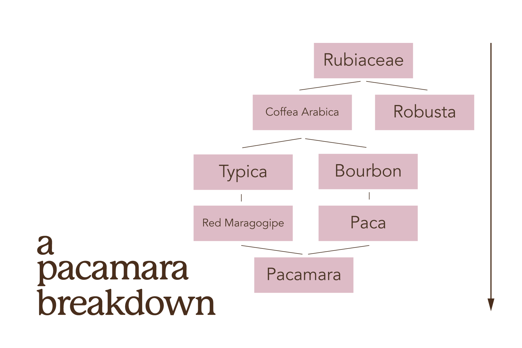 in blog graphic of the pacamara biological tree