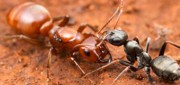 Ants and Termites