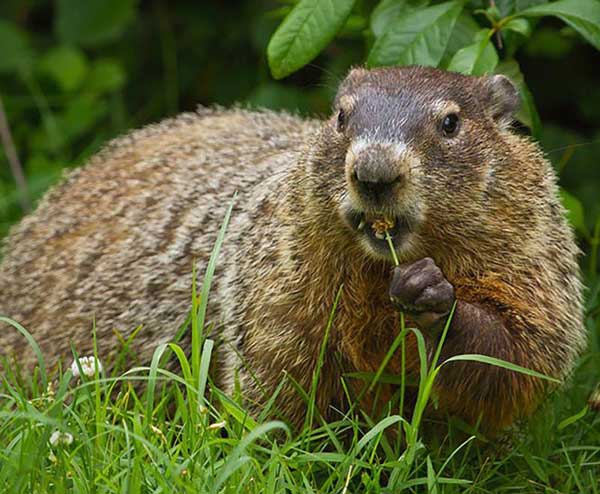 Moles and Groundhogs Pest Removal