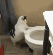 chat aux toilettes