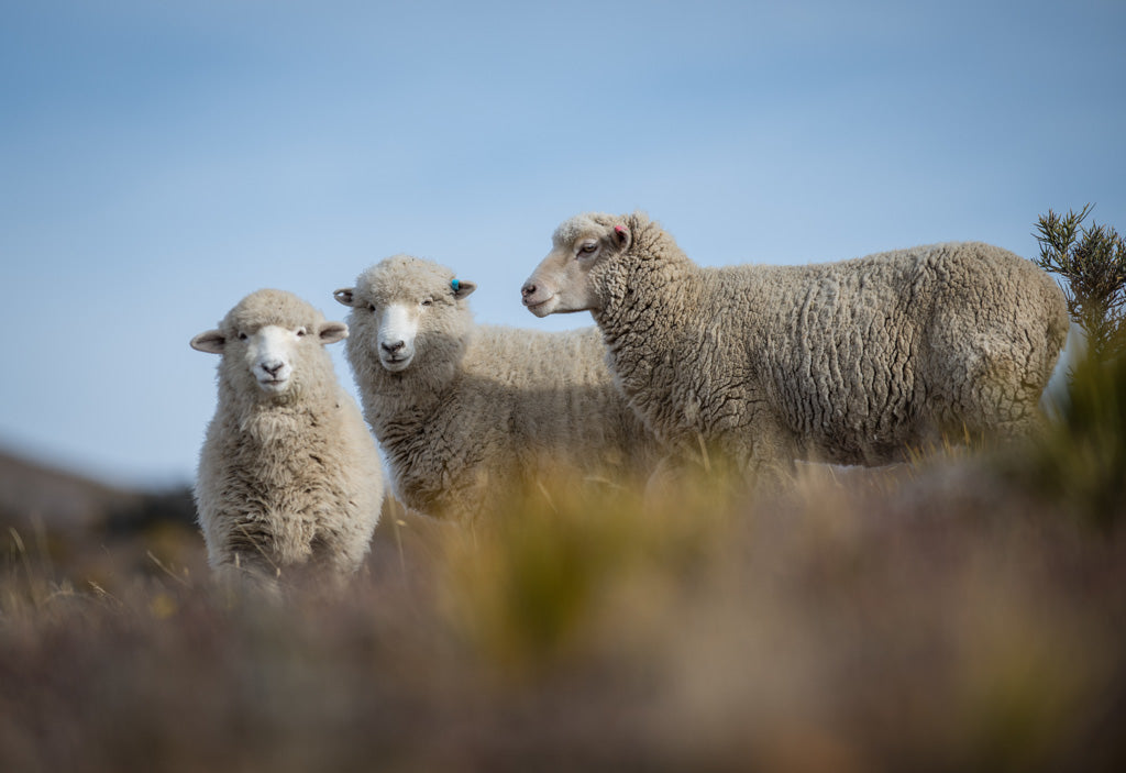 Merino Sheep