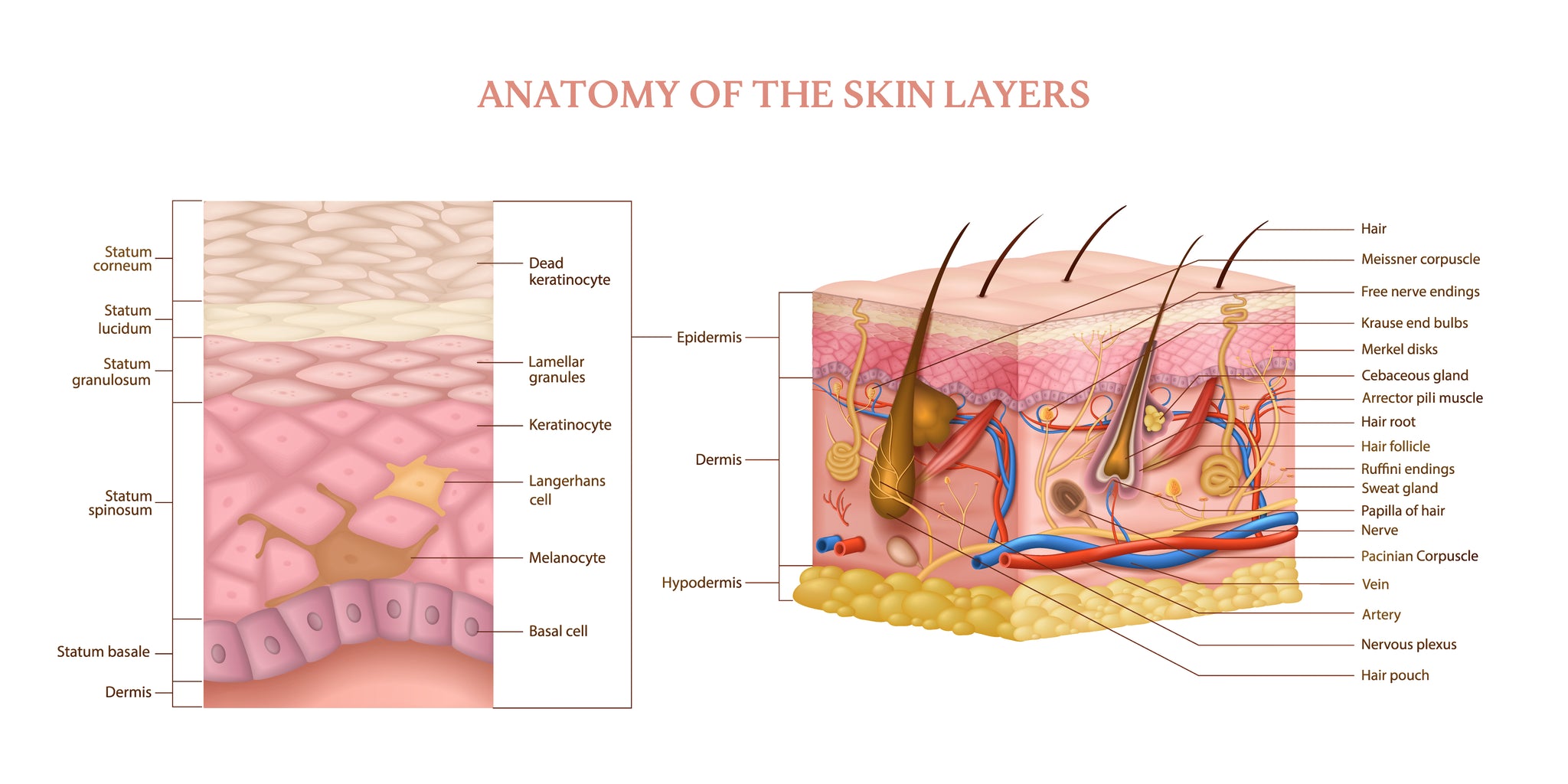 Anatomy of skin layers