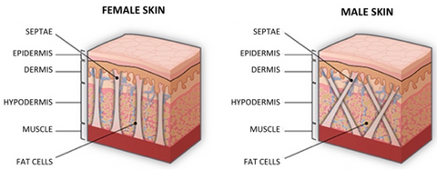 Cellulite structure in men and women