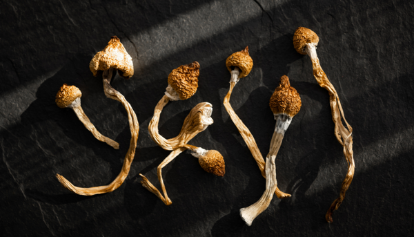 What Are Shrooms?