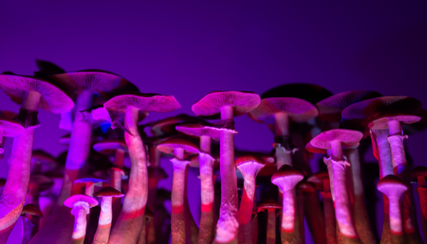 Psilocybin Mushrooms