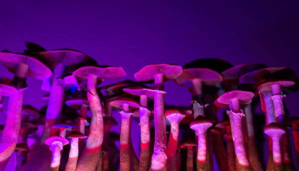 What Factors Influence How Long Shrooms Last?