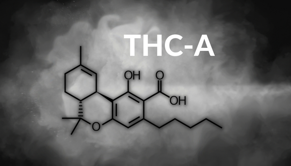What are the effects of THC A?